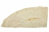 Two Oligocene Fossil Leaves - France #254349-1